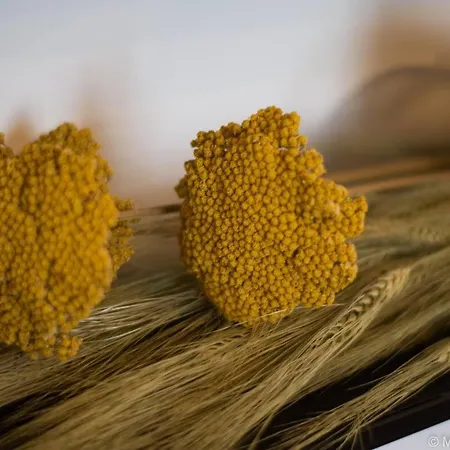 Of Comfort דירה *